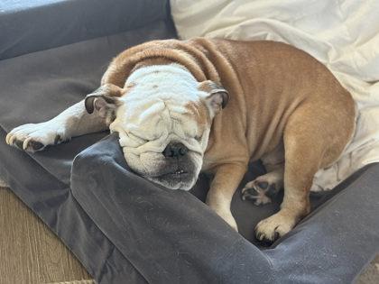 POH BEAR, Adoptable, Senior Male English Bulldog.