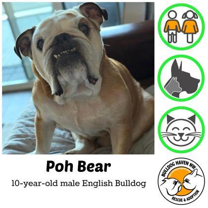 POH BEAR - pending, Adoptable, Senior Male English Bulldog.