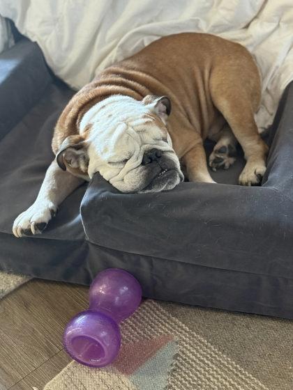 POH BEAR, a Adoptable English Bulldog in Bonney Lake, WA image 3/3