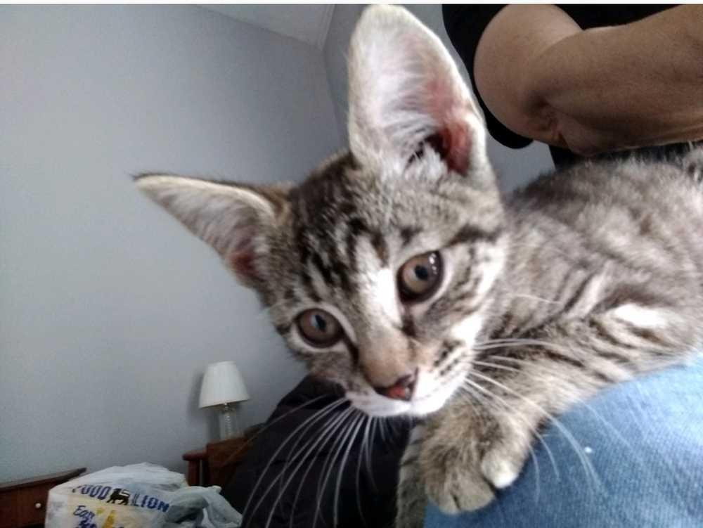 Tiffany, Adopted, Kitten Female Domestic Short Hair.