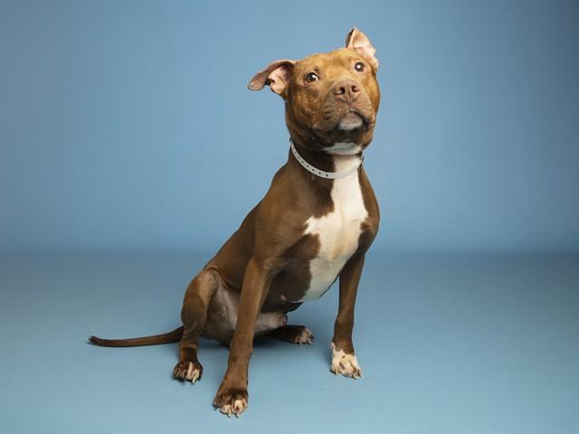 YAM, Adoptable, Adult Male Pit Bull Terrier.