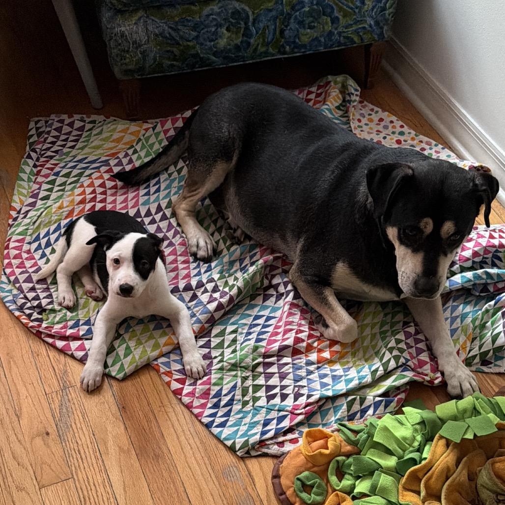 Sweet Dumpling (#6), Adoptable, Puppy Female Hound & Terrier.
