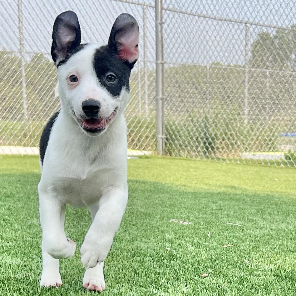 Enlarge Sweet Dumpling (#6), a Adoptable mixed breed in Chicago, IL image 2/6
