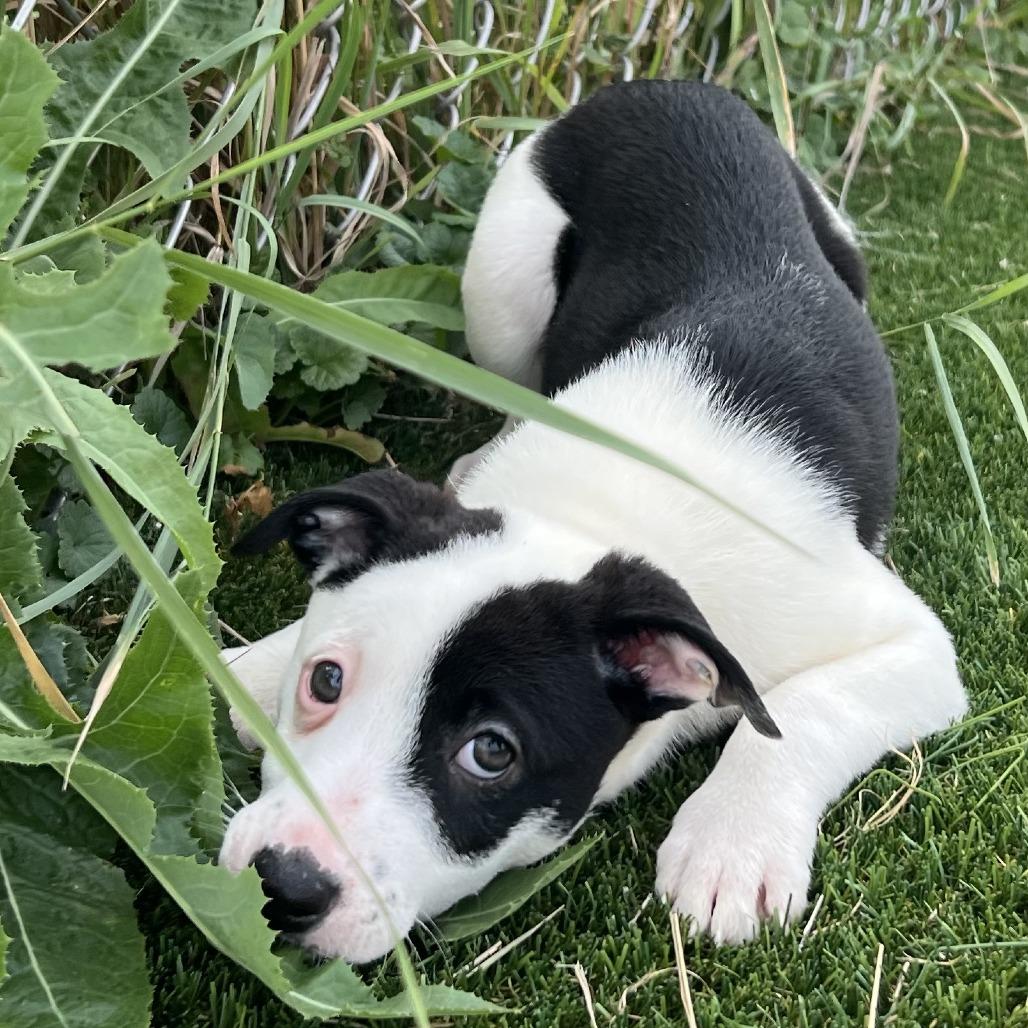 Enlarge Sweet Dumpling (#6), a Adoptable mixed breed in Chicago, IL image 3/6