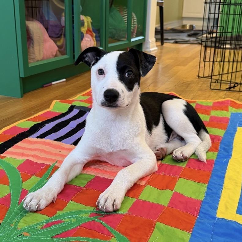 Enlarge Sweet Dumpling (#6), a Adoptable mixed breed in Chicago, IL image 4/6