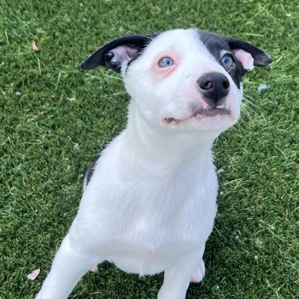Enlarge Sweet Dumpling (#6), a Adoptable mixed breed in Chicago, IL image 5/6