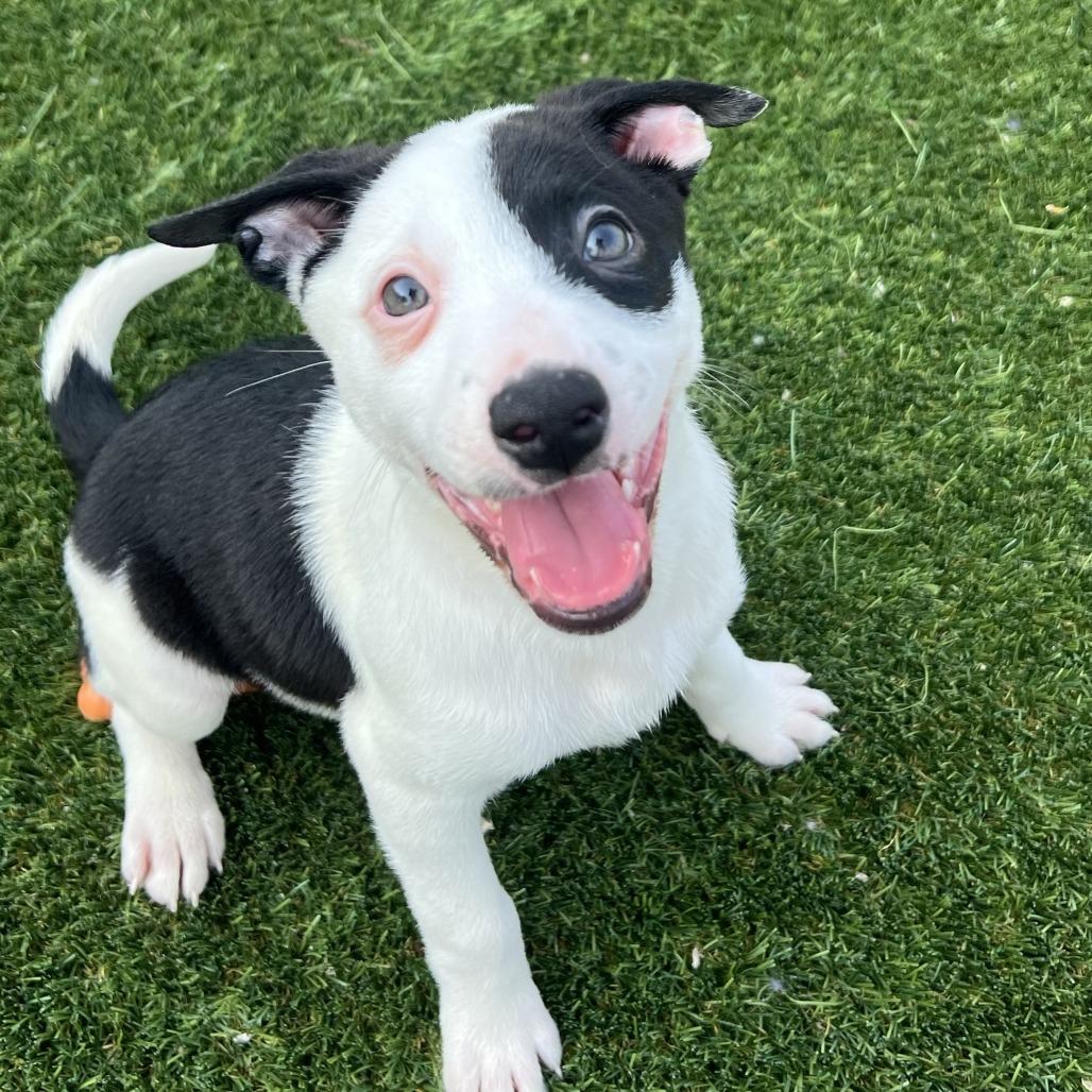 Enlarge Sweet Dumpling (#6), a Adoptable mixed breed in Chicago, IL image 6/6
