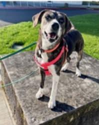 Olive, Adopted, Adult Female Bloodhound.