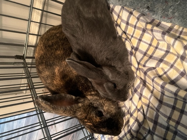 Enlarge Jordie & Jack (South Surrey), a Adoptable Bunny Rabbit in Vancouver, BC image 2/2