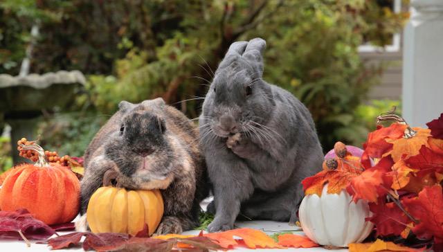 Jordie & Jack (South Surrey), Adoptable, Adult Male Bunny Rabbit.