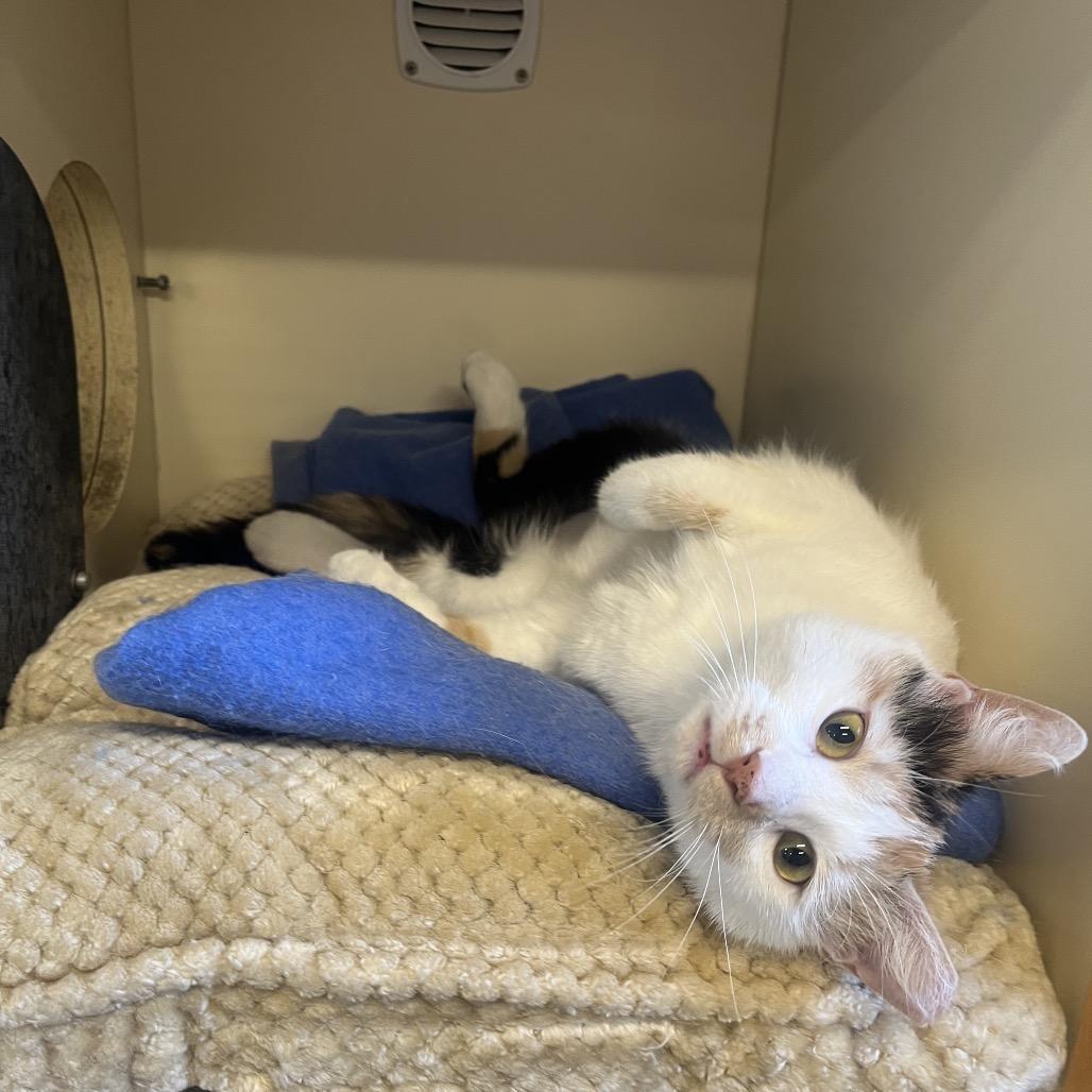 Enlarge Morgan, a Adoptable Domestic Short Hair in Hinsdale, IL image 1/1