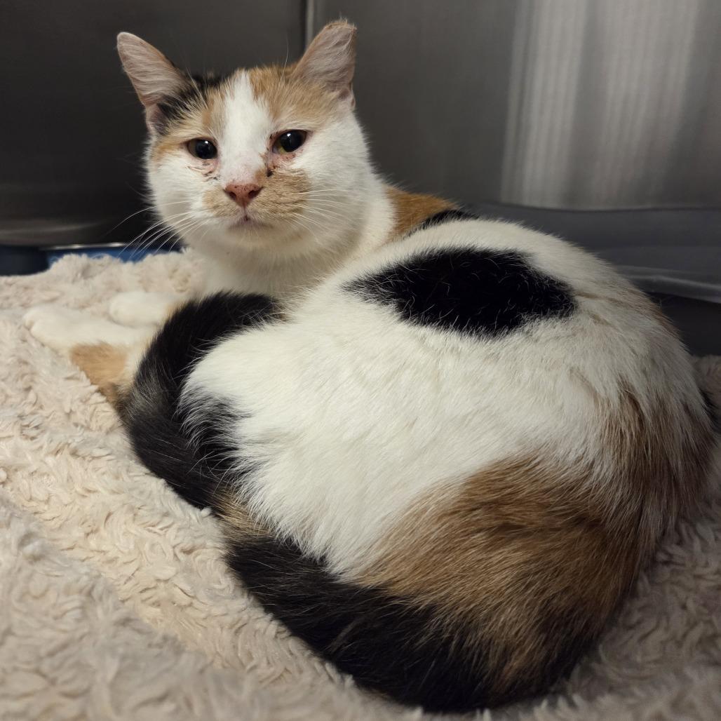 Enlarge Morgan, a Adoptable Domestic Short Hair in Hinsdale, IL image 1/1