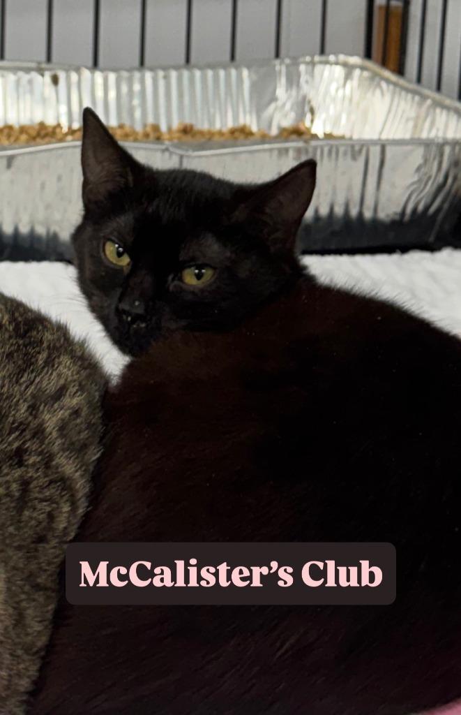 Mcalister's Club, Adoptable, Kitten Female Domestic Short Hair.