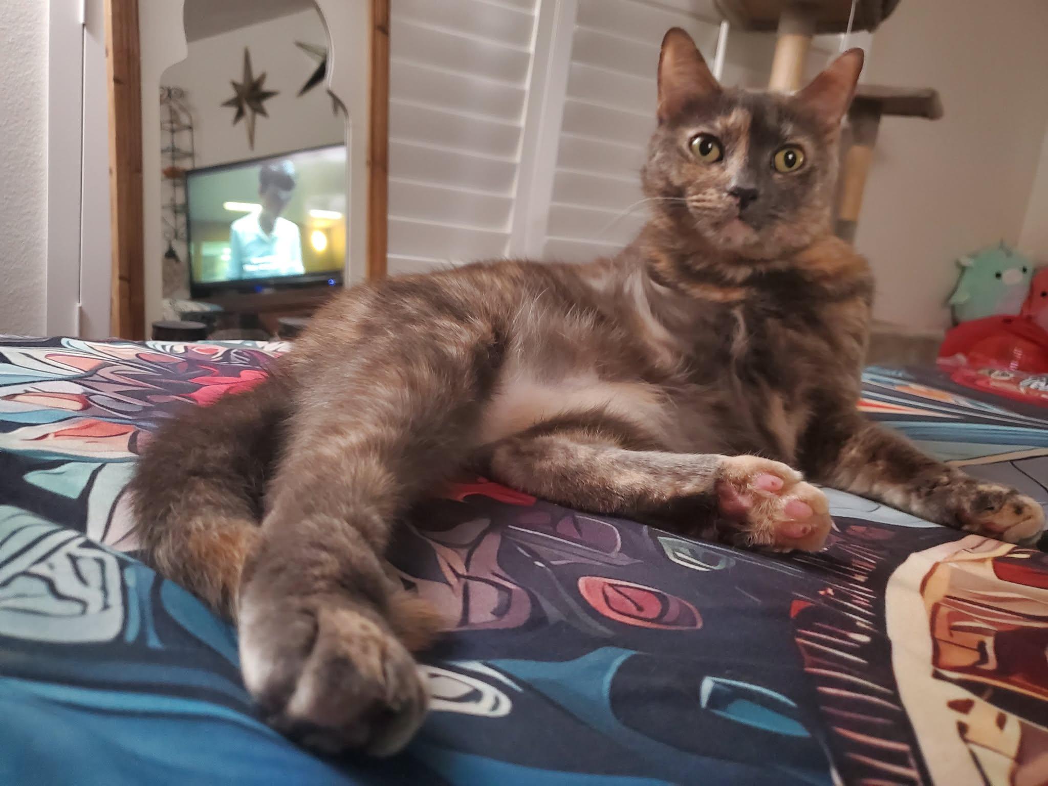 Enlarge Karen, a Adoptable Domestic Medium Hair in largo, FL image 1/3