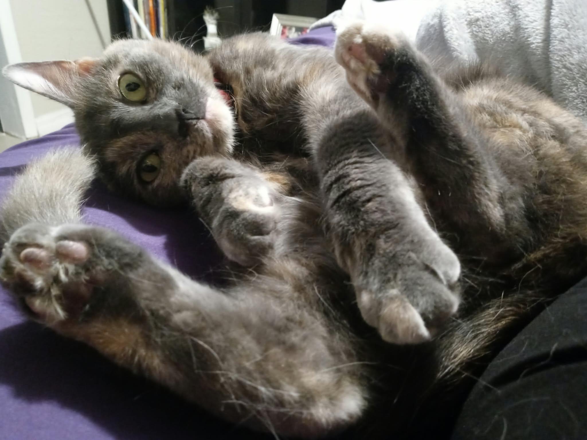 Enlarge Karen, a Adoptable Domestic Medium Hair in largo, FL image 2/3