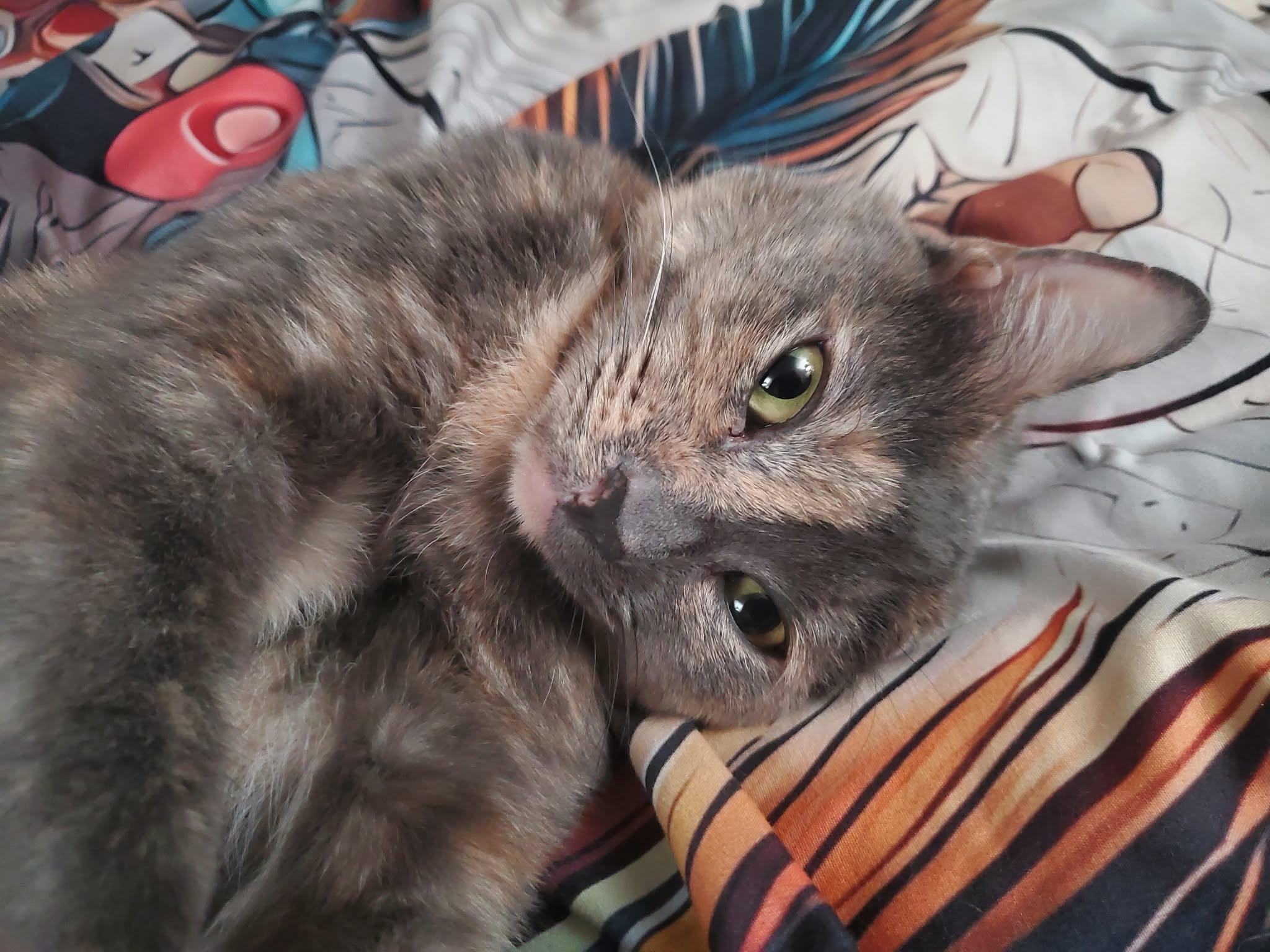 Enlarge Karen, a Adoptable Domestic Medium Hair in largo, FL image 3/3