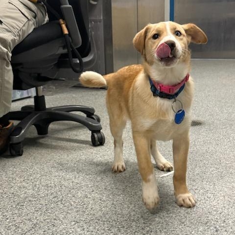 Enlarge Mandy (ID 50737/909), an adopted mixed breed in Manassas, VA image 4/6