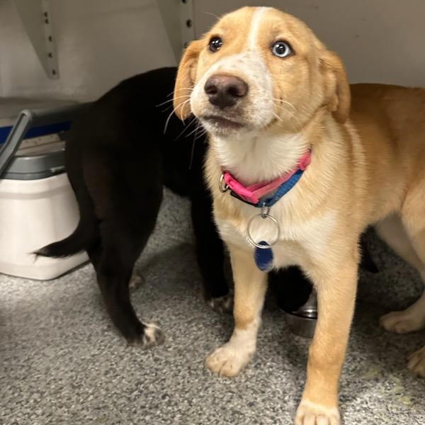 Enlarge Mandy (ID 50737/909), an adopted mixed breed in Manassas, VA image 3/6