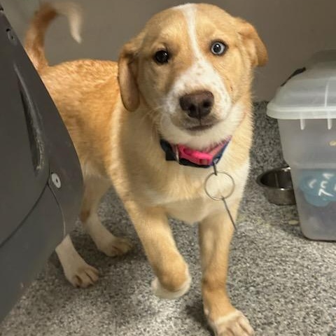 Enlarge Mandy (ID 50737/909), an adopted mixed breed in Manassas, VA image 1/6