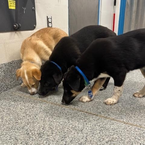 Enlarge Mandy (ID 50737/909), an adopted mixed breed in Manassas, VA image 6/6