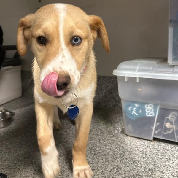 Enlarge Mandy (ID 50737/909), an adopted mixed breed in Manassas, VA image 2/6