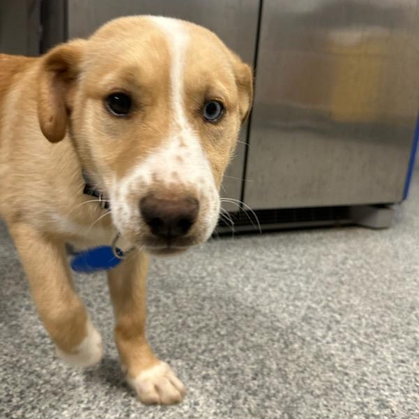 Enlarge Mandy (ID 50737/909), an adopted mixed breed in Manassas, VA image 5/6