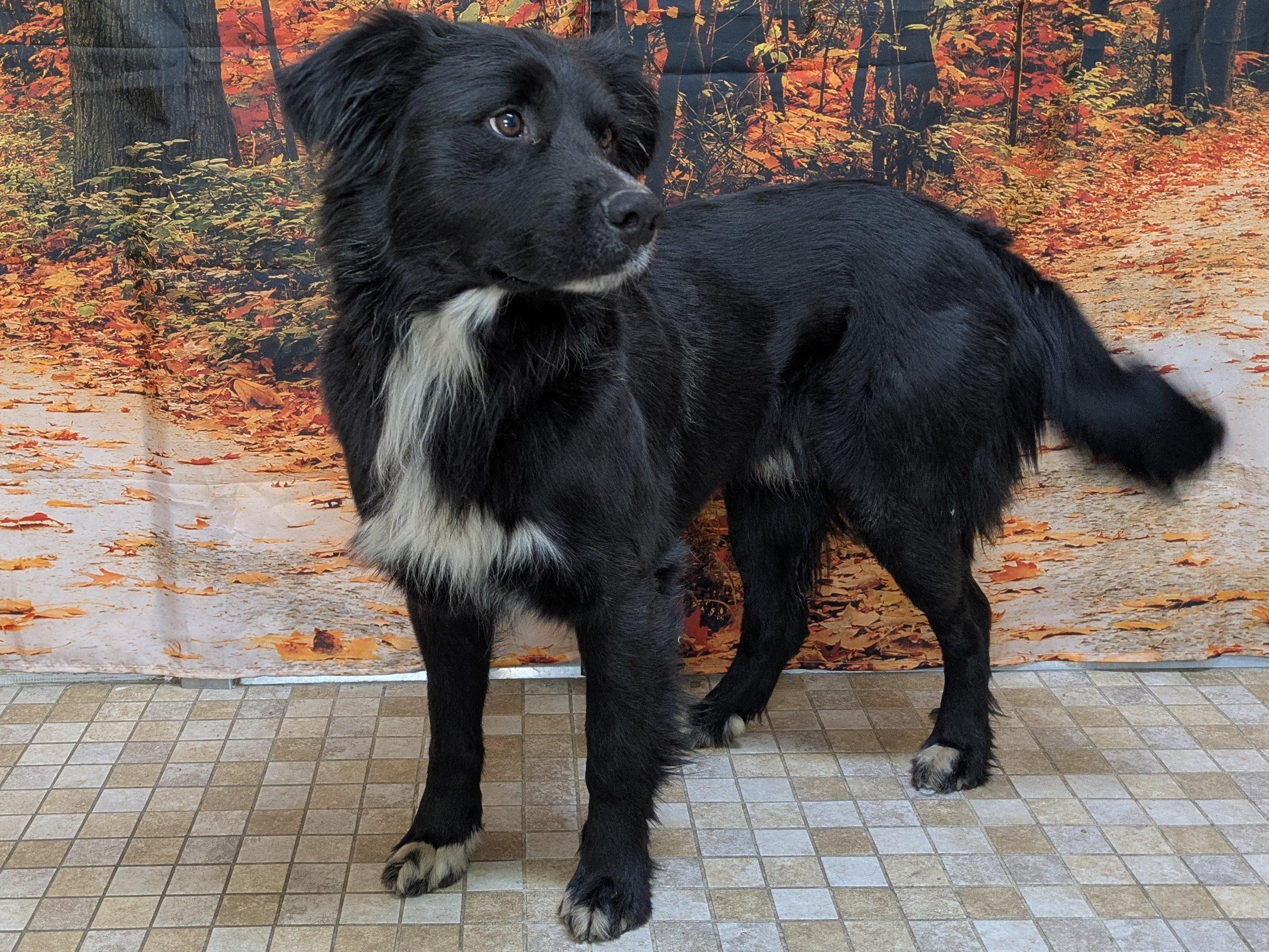 Enlarge Buddy, an adoptable mixed breed in Monroe, WA image 4/6