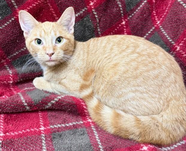 Mowgli, Adoptable, Young Male Domestic Short Hair.