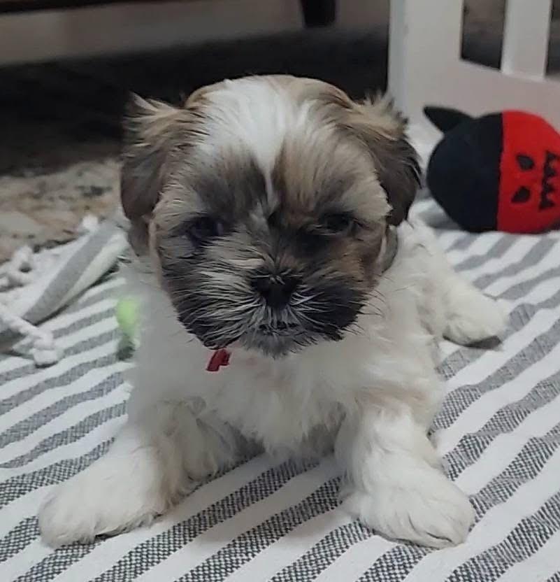 Pico, Adoptable, Puppy Male Shih Tzu.