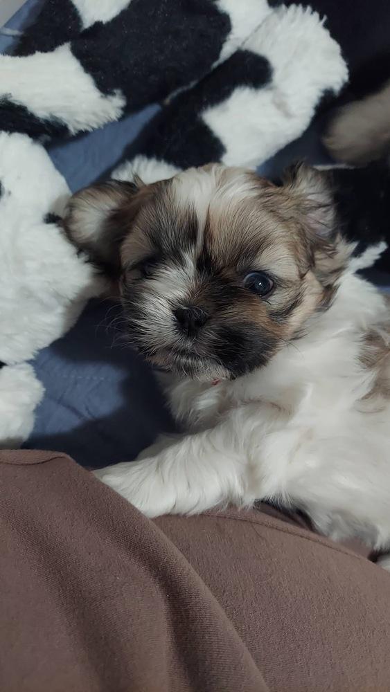 Enlarge Pico, a Adoptable mixed breed in Warr Acres, OK image 2/6