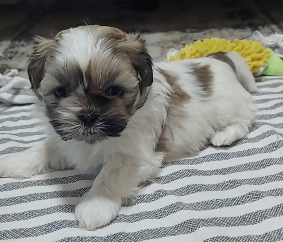 Enlarge Pico, a Adoptable mixed breed in Warr Acres, OK image 3/6