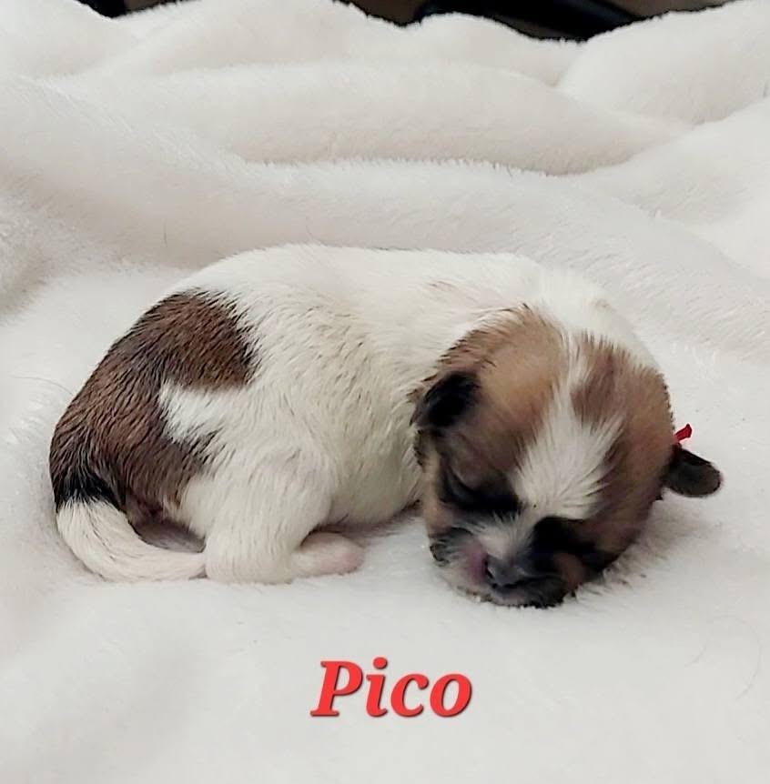 Enlarge Pico, a Adoptable mixed breed in Warr Acres, OK image 4/6