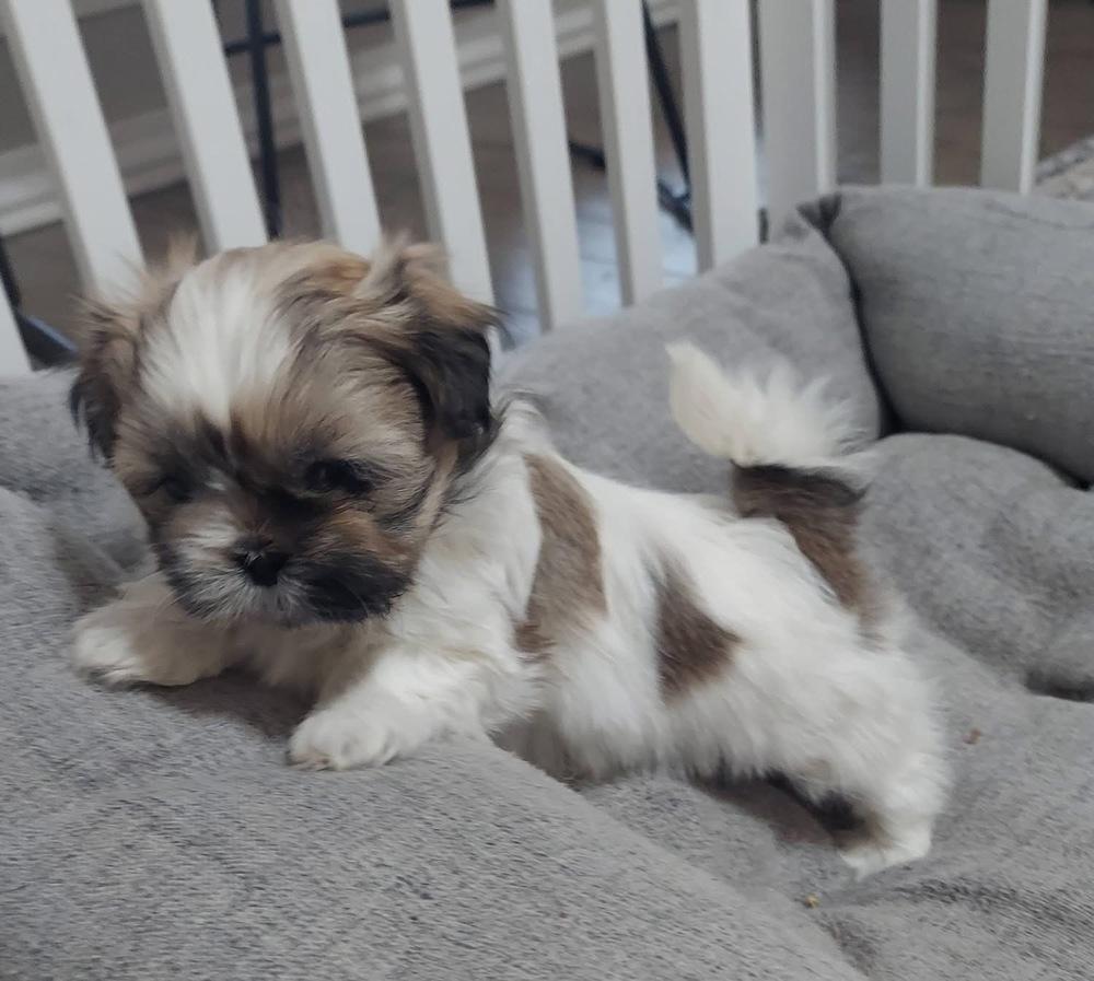 Enlarge Pico, a Adoptable mixed breed in Warr Acres, OK image 5/6