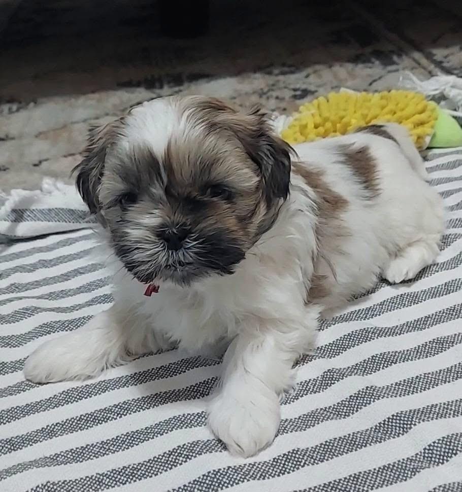 Enlarge Pico, a Adoptable mixed breed in Warr Acres, OK image 6/6