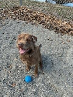 Max, Adoptable, Adult Male Mixed Breed & Mixed Breed.