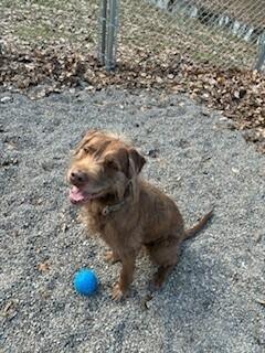 Enlarge Max, a Adoptable mixed breed in Rochester, NY image 2/4