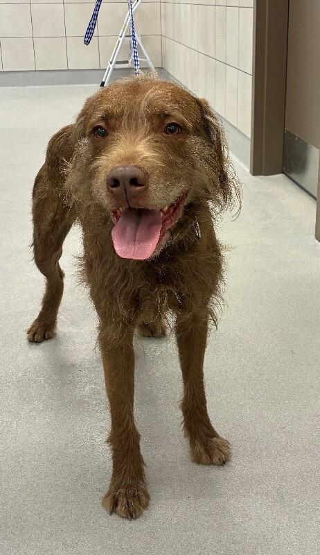 Enlarge Max, a Adoptable mixed breed in Rochester, NY image 3/4