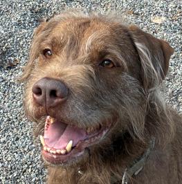 Enlarge Max, a Adoptable mixed breed in Rochester, NY image 4/4