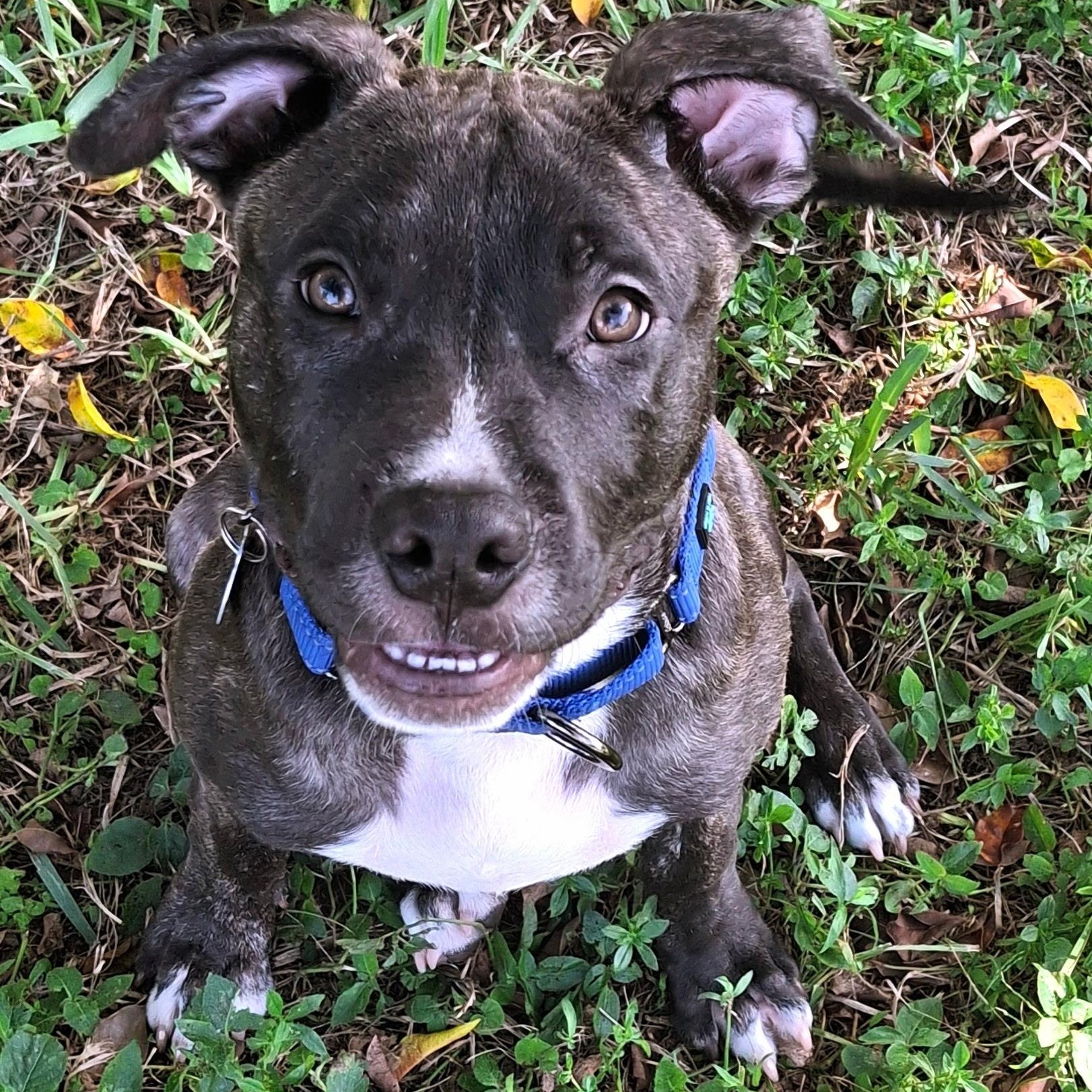 Axl, ADOPTABLE, Puppy Male Pit Bull Terrier.