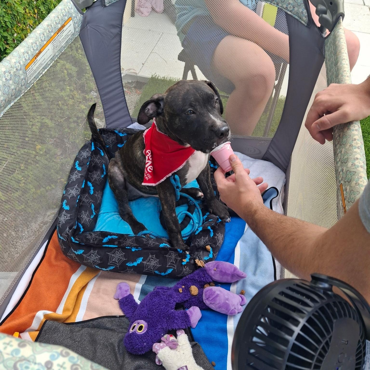 Enlarge Axl, a ADOPTABLE mixed breed in Lake Worth, FL image 2/6