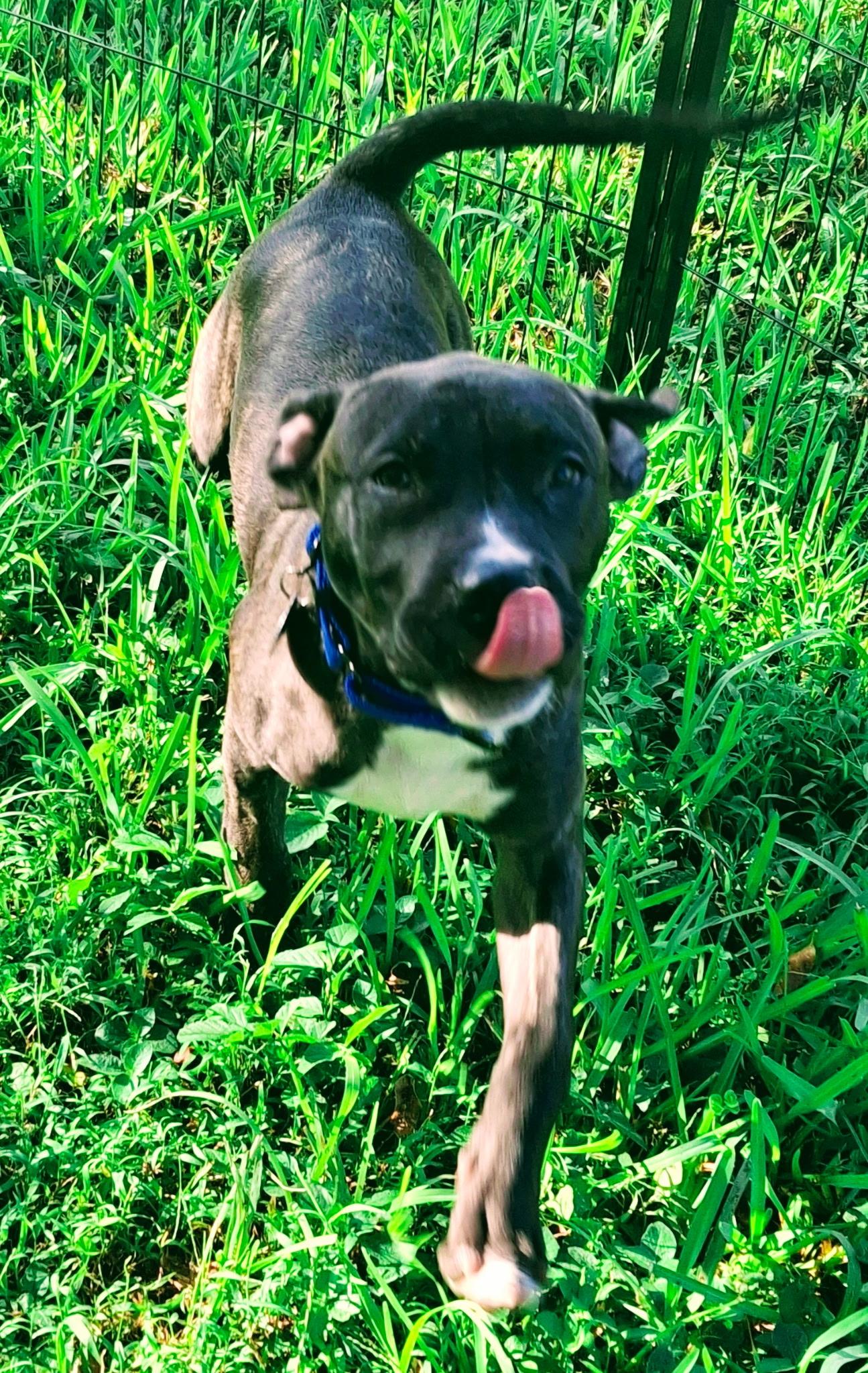 Enlarge Axl, a ADOPTABLE mixed breed in Lake Worth, FL image 5/6