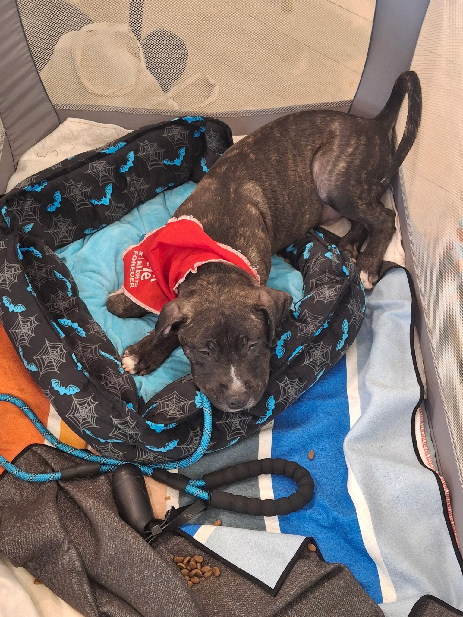 Enlarge Axl, a ADOPTABLE mixed breed in Lake Worth, FL image 3/6