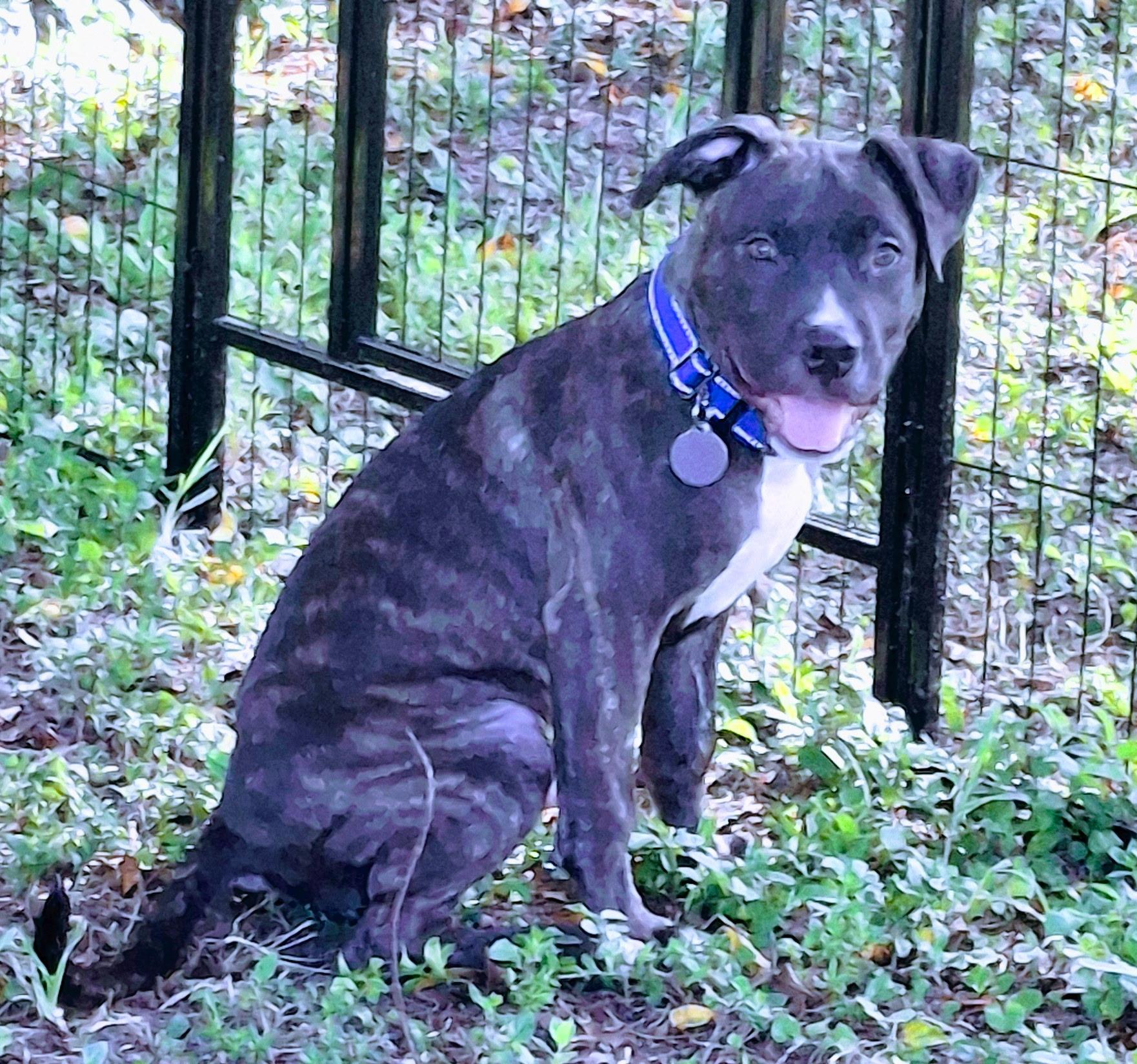 Enlarge Axl, a ADOPTABLE mixed breed in Lake Worth, FL image 6/6