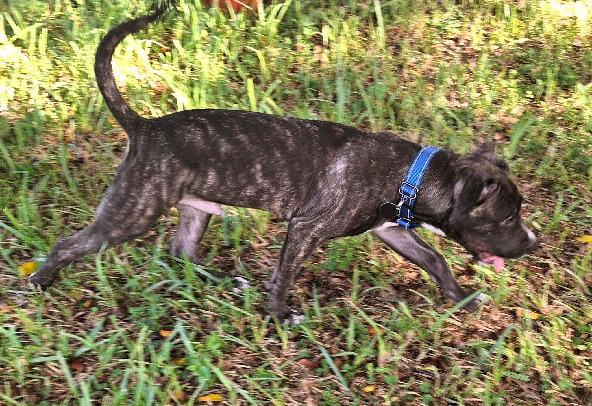 Enlarge Axl, a ADOPTABLE mixed breed in Lake Worth, FL image 4/6
