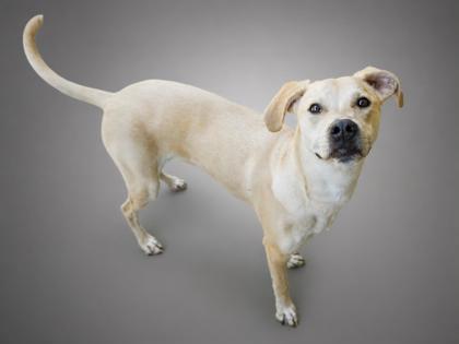 Banks, Adoptable, Adult Female Labrador Retriever & Great Pyrenees.
