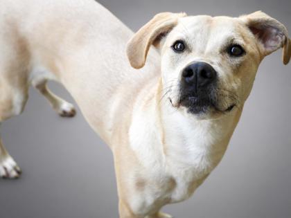 Enlarge Banks, a Adoptable mixed breed in Bowling Green, KY image 2/2