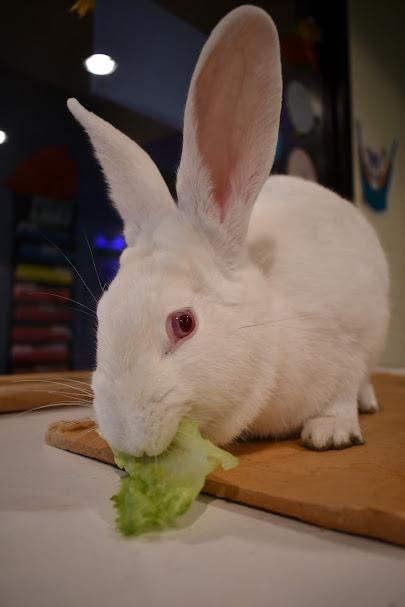 Marshmallow, Adoptable, Young Female American.