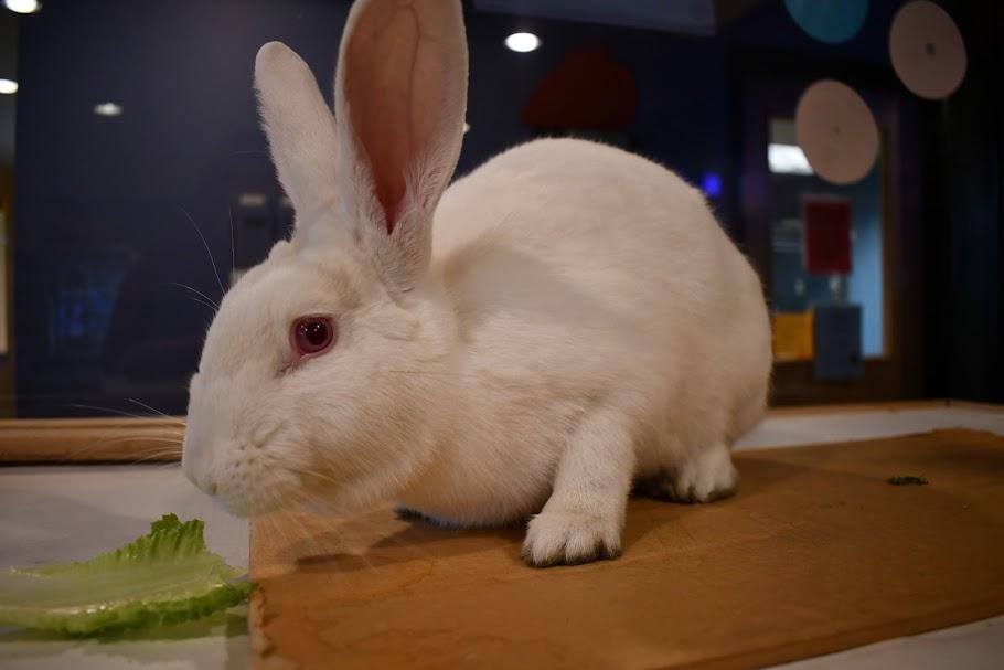 Enlarge Marshmallow, a Adoptable American in Bellingham, WA image 2/2