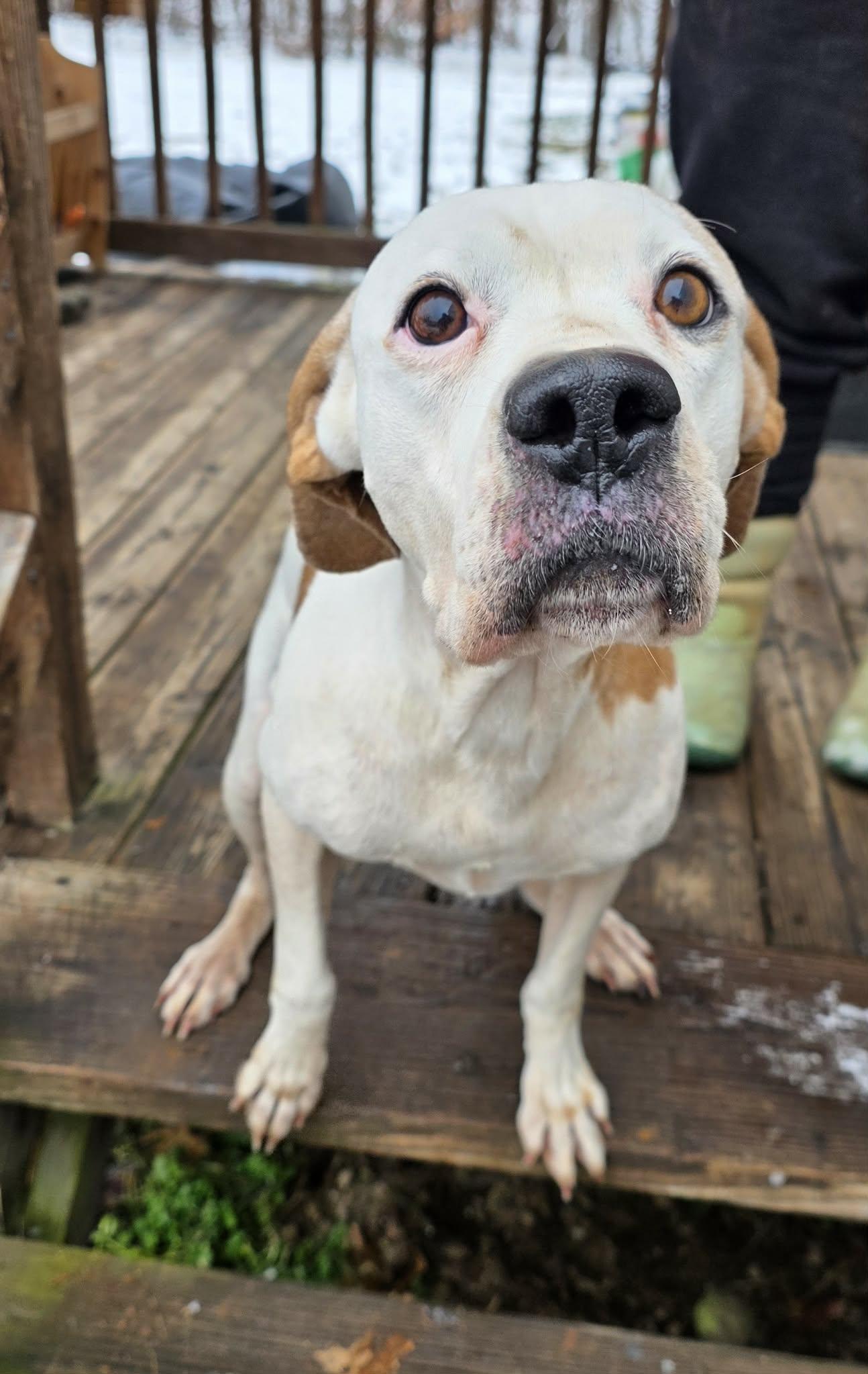 Enlarge Sybil , a ADOPTABLE mixed breed in Danville, VA image 1/4