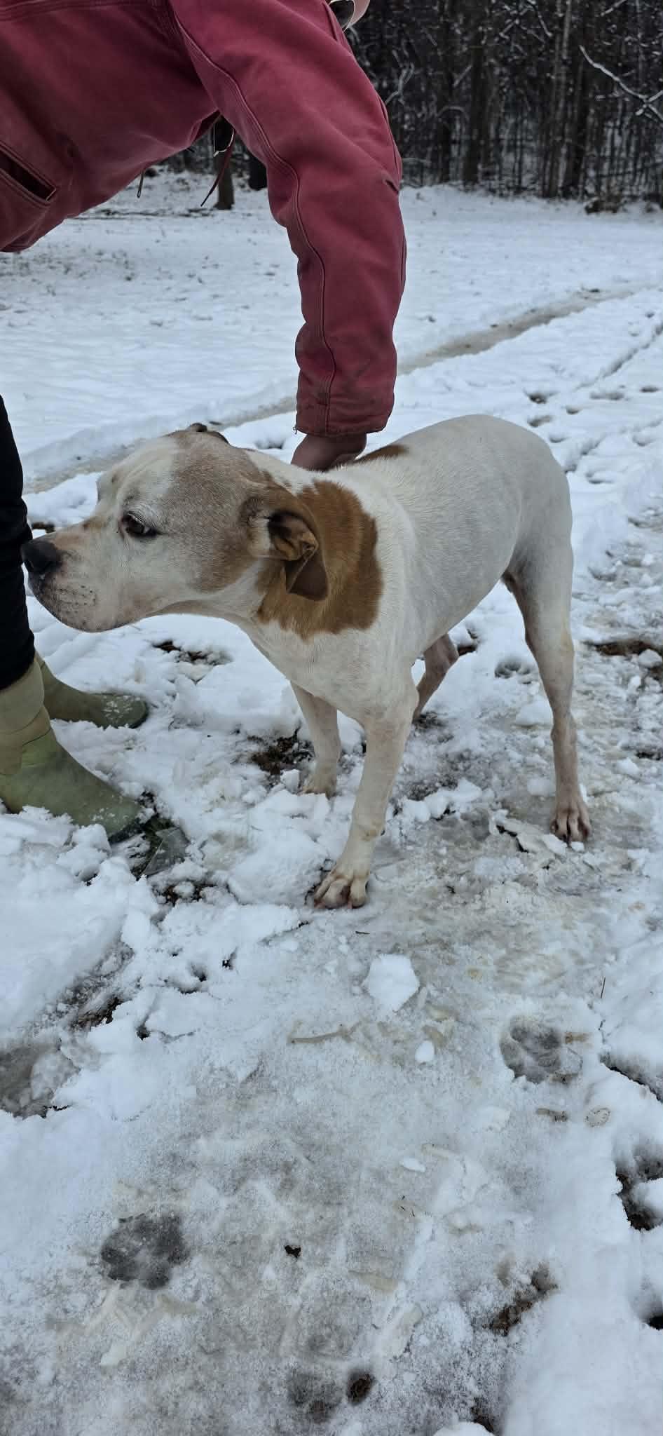 Sybil , ADOPTABLE, Senior Female Boxer & Beagle.